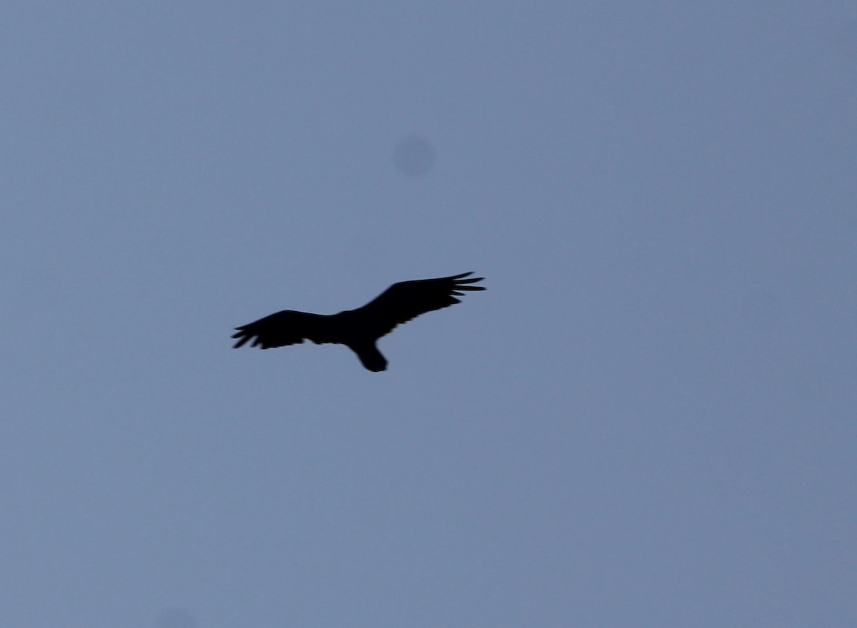 Turkey Vulture - ML637353560
