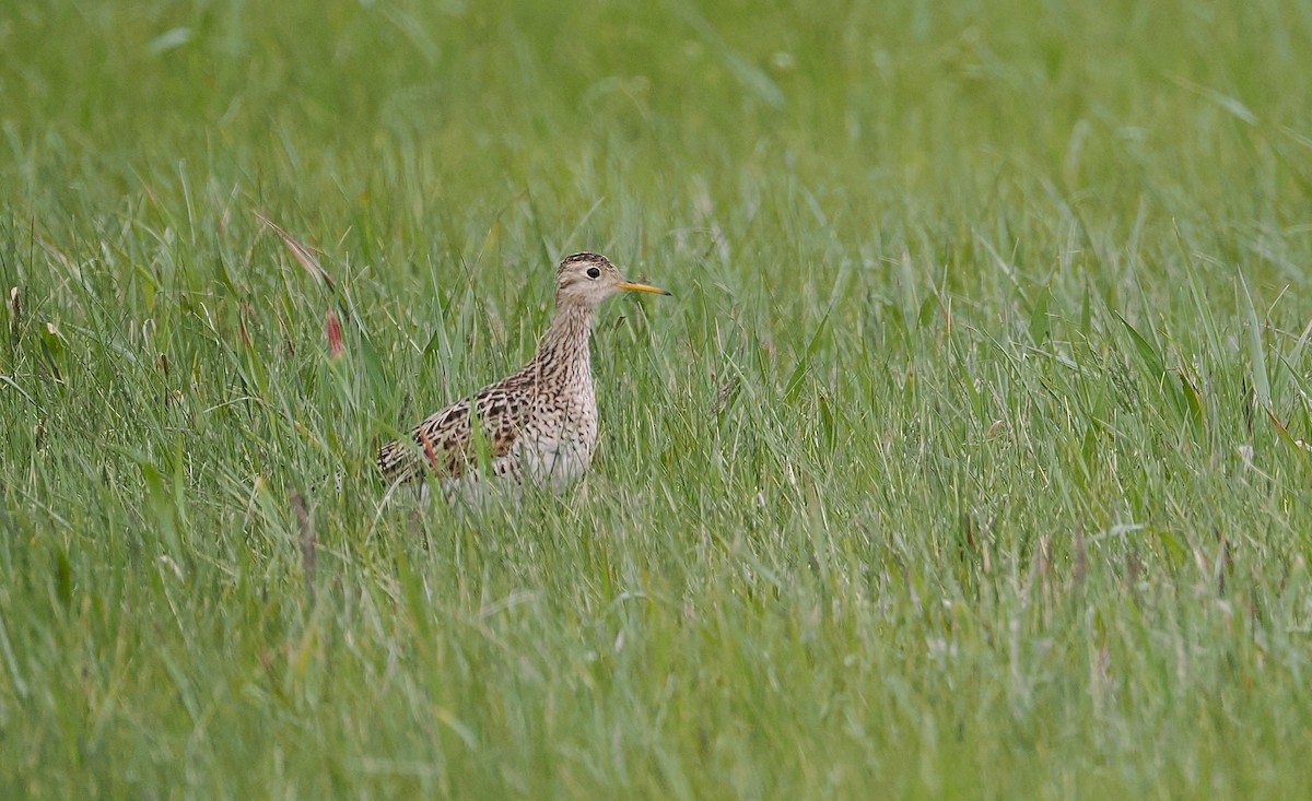 Upland Sandpiper - ML637353565