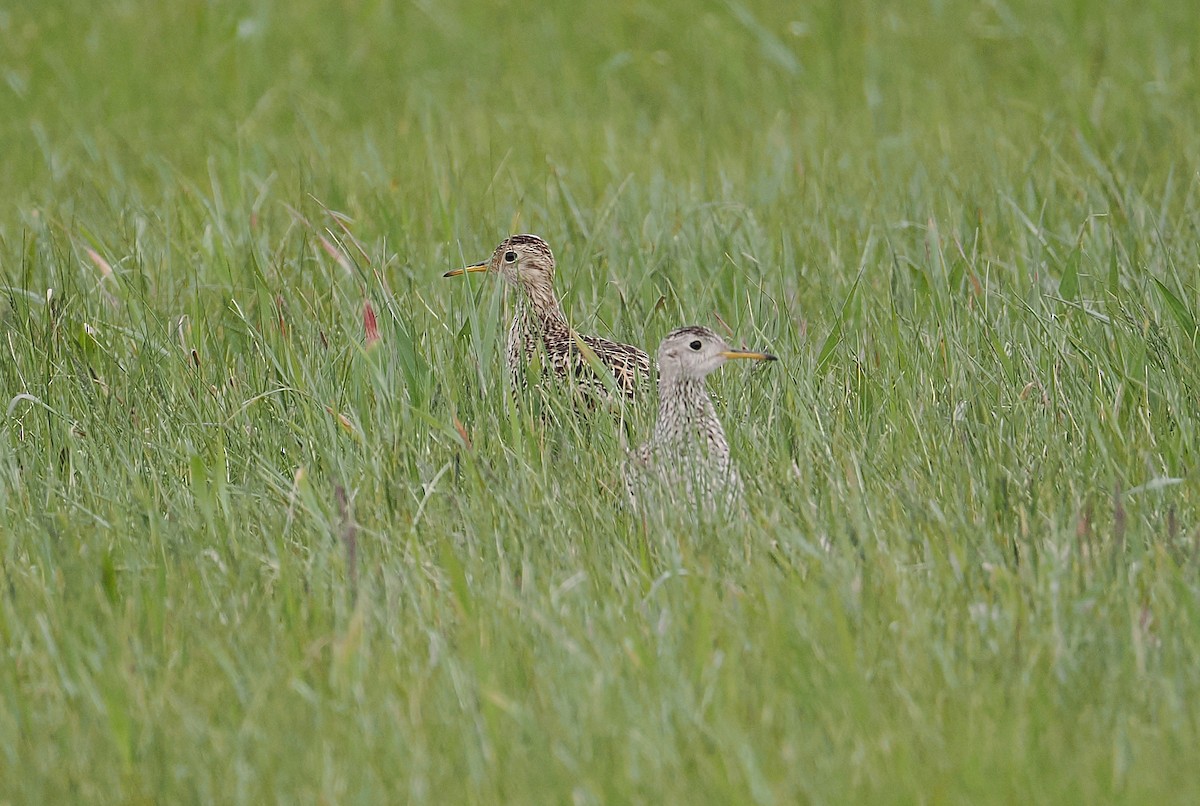 Upland Sandpiper - ML637353566