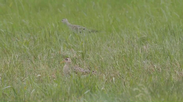 Upland Sandpiper - ML637353567