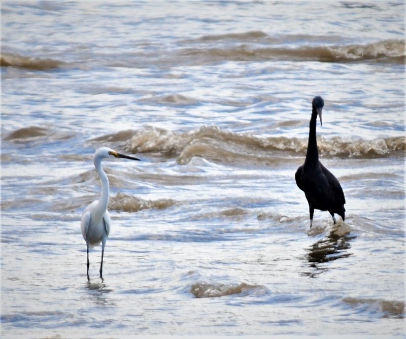 Pacific Reef-Heron - ML637353570