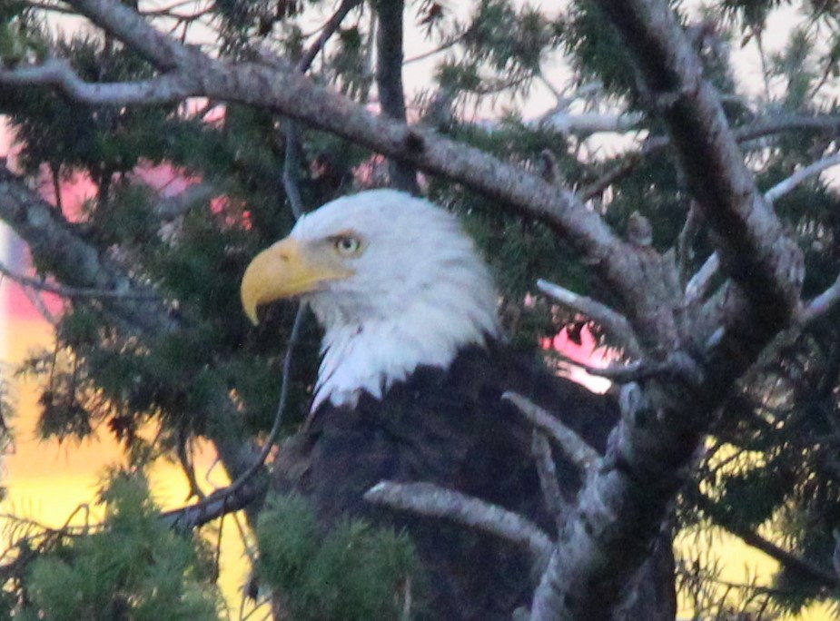 Bald Eagle - ML637353571