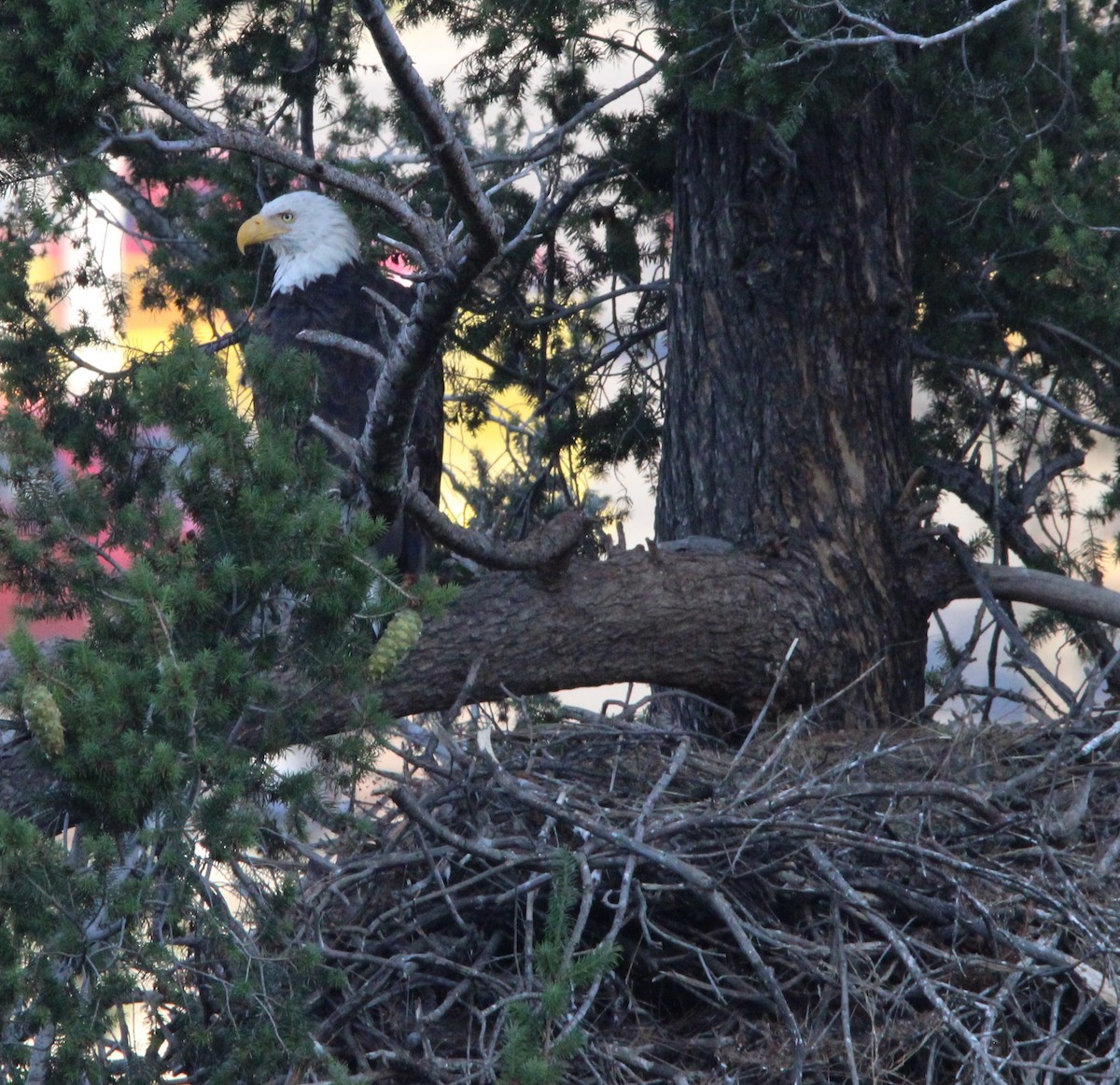 Bald Eagle - ML637353572
