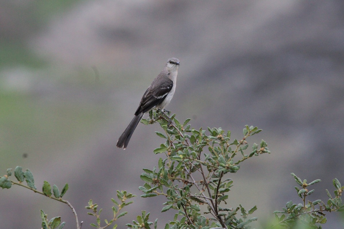 Northern Mockingbird - ML637353583