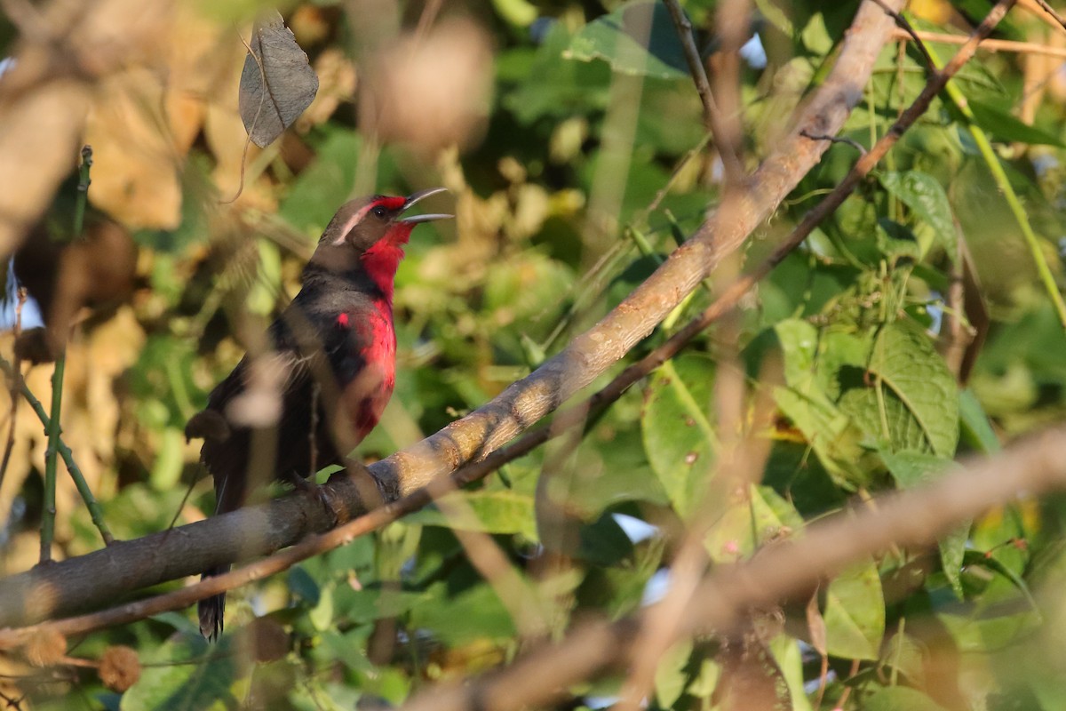 Rosy Thrush-Tanager - ML637353587
