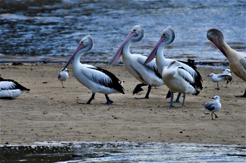 Australian Pelican - ML637353588