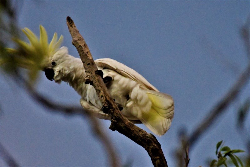 Sulphur-crested Cockatoo - ML637353598