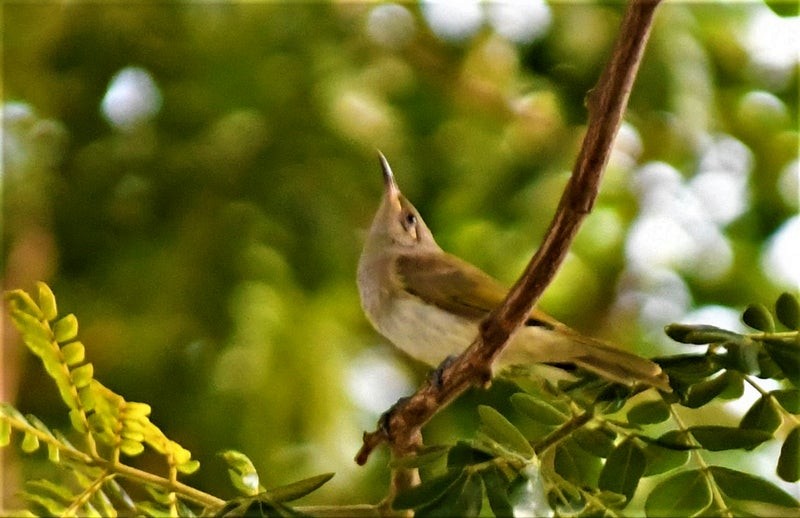 Brown Honeyeater - ML637353606