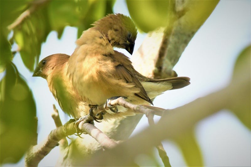 Scaly-breasted Munia - ML637353616