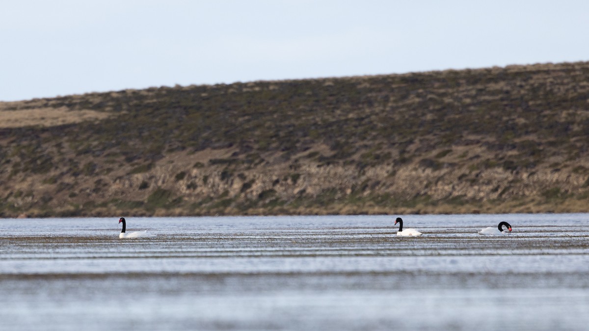 Black-necked Swan - ML637353626