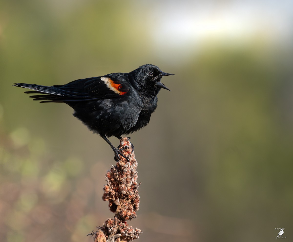 Red-winged Blackbird - ML637353634