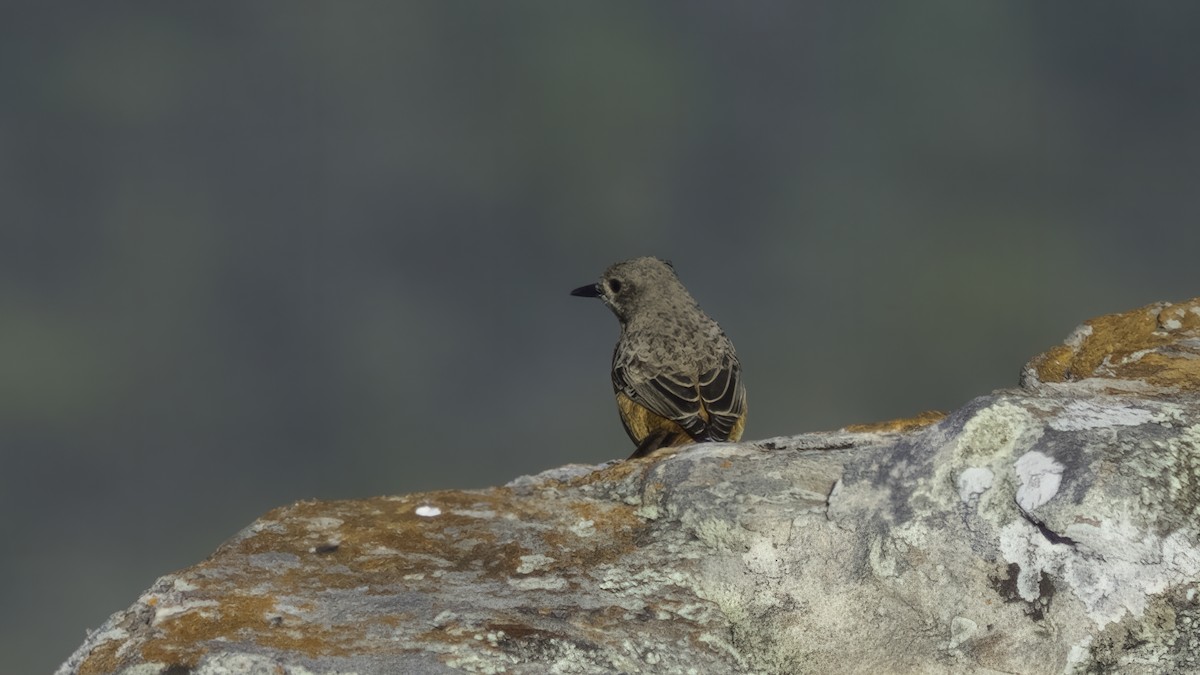 Sentinel Rock-Thrush - ML637353644