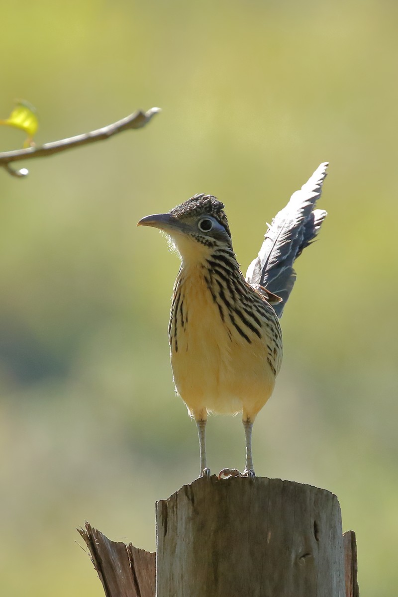 Lesser Roadrunner - ML637353646