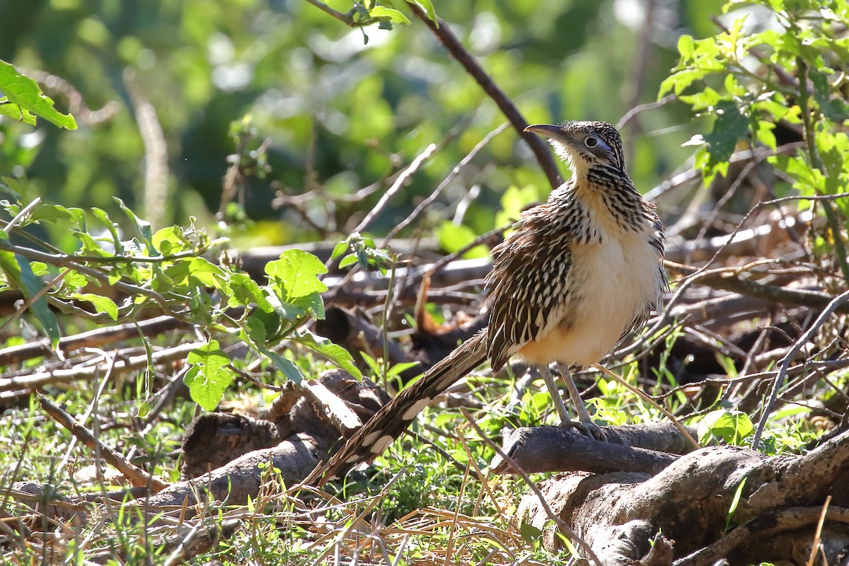 Lesser Roadrunner - ML637353647