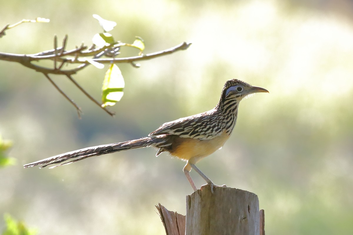 Lesser Roadrunner - ML637353648