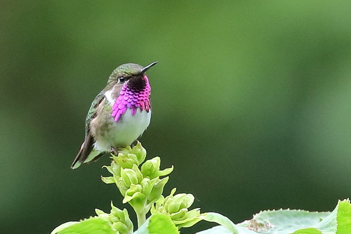 Bumblebee Hummingbird - ML637353678