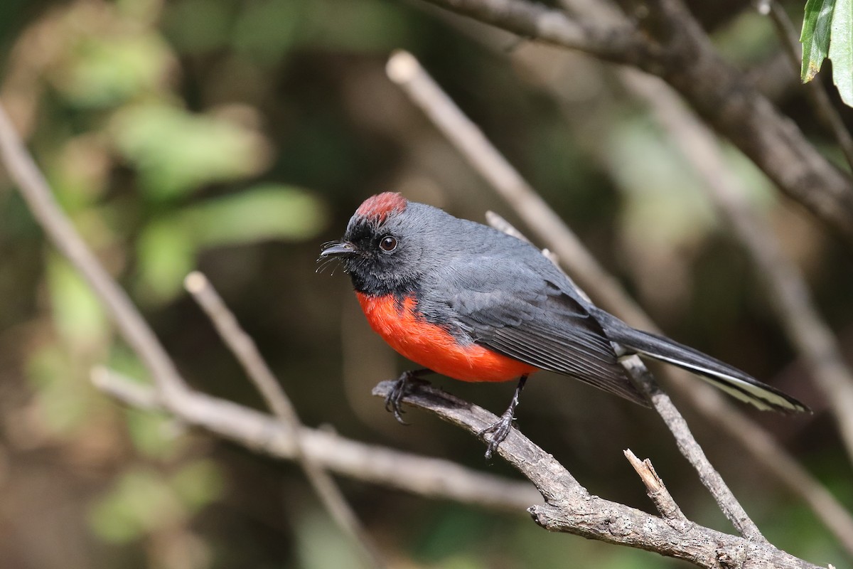 Slate-throated Redstart - ML637353687