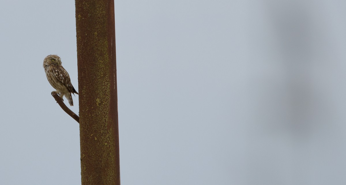 Little Owl - ML637353690