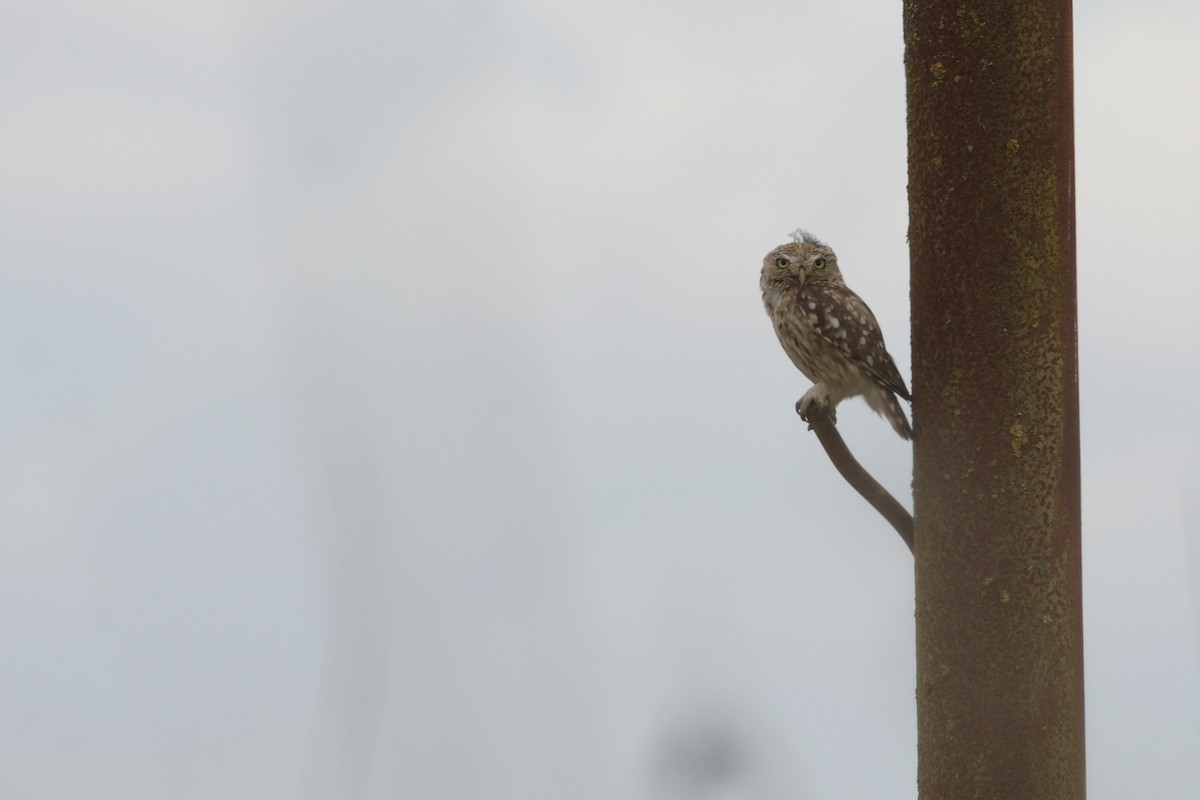 Little Owl - ML637353692