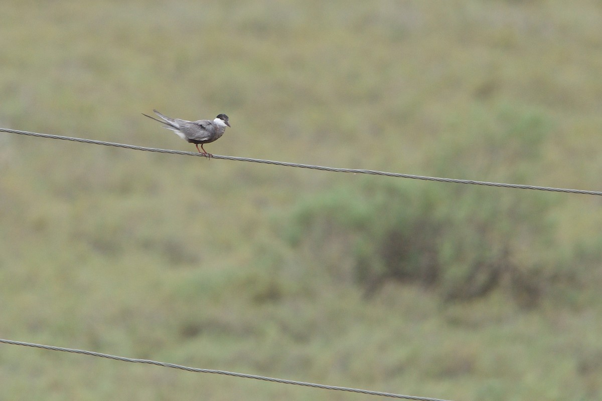 Whiskered Tern - ML637353698