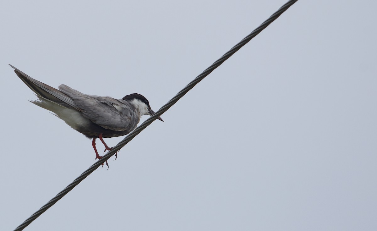 Whiskered Tern - ML637353699