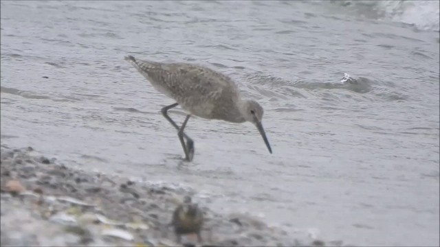 Willet - ML637353700