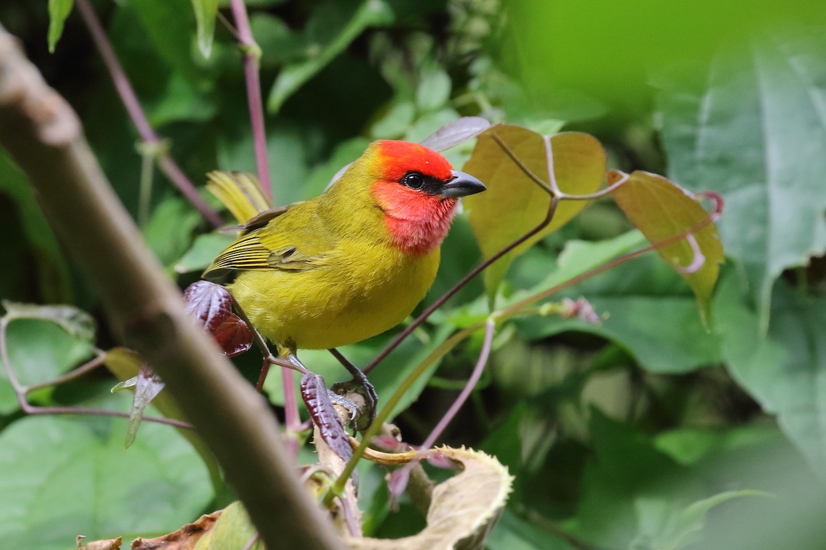 Red-headed Tanager - ML637353702