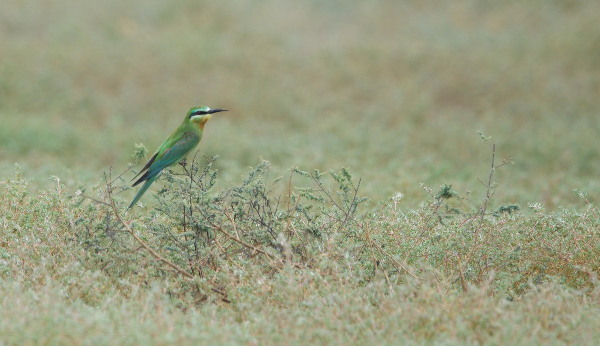 Blue-cheeked Bee-eater - ML637353715
