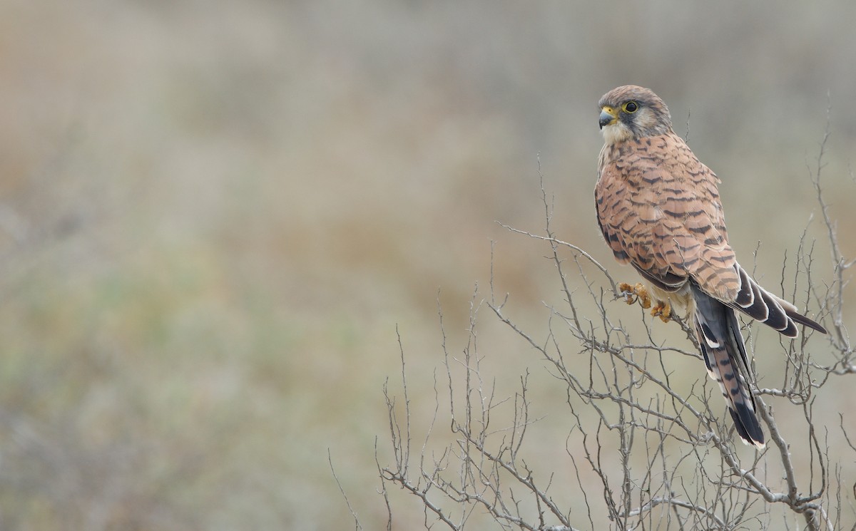 Lesser Kestrel - ML637353719
