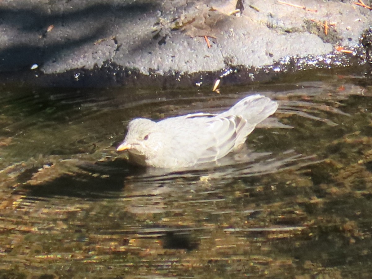 skorec šedý - ML637353727