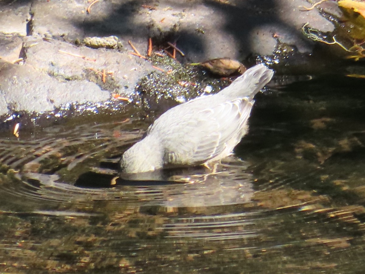 skorec šedý - ML637353729