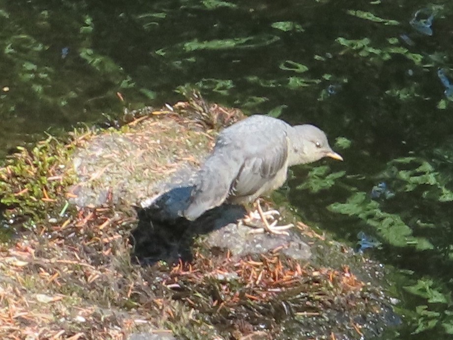 American Dipper - ML637353730