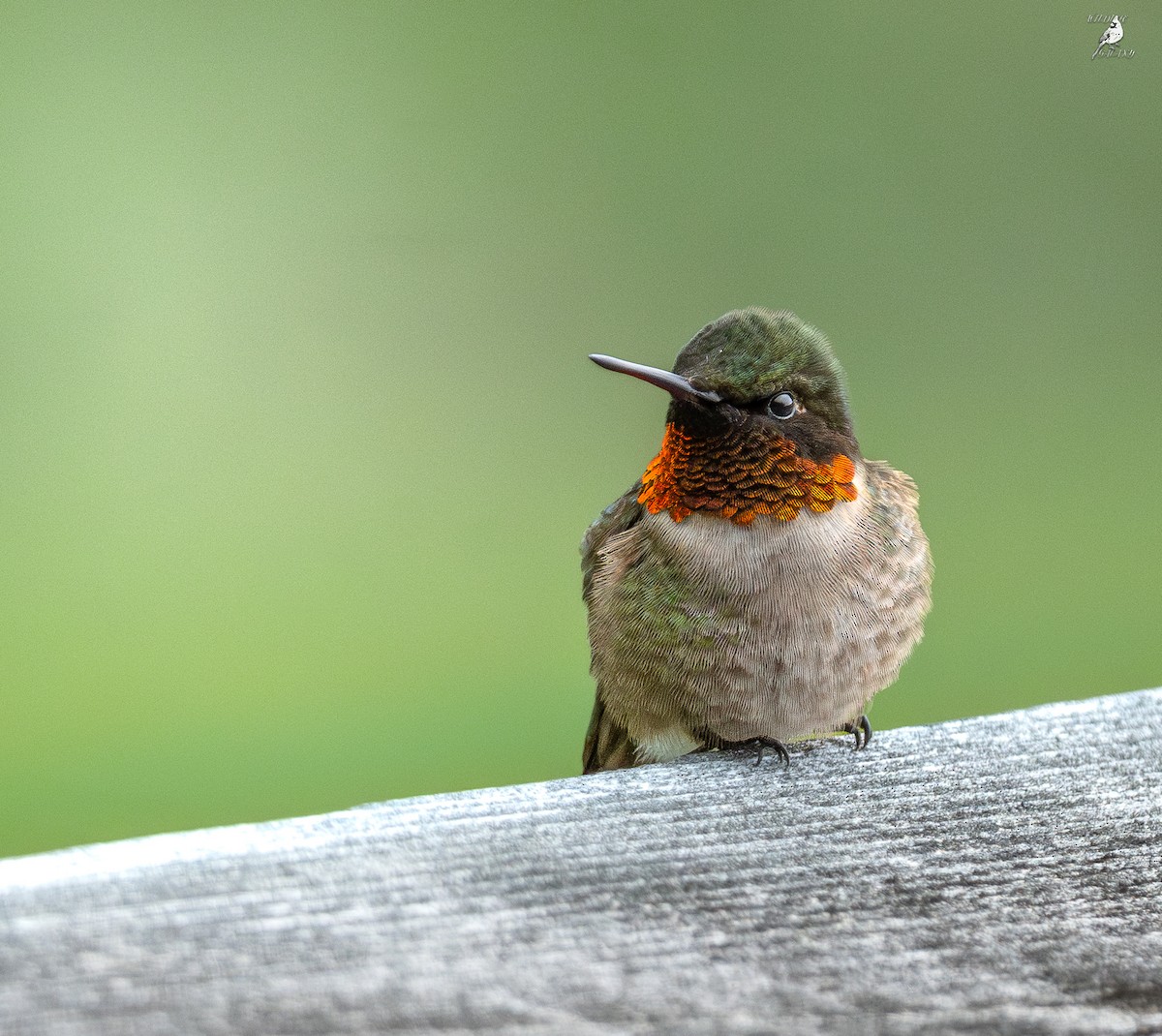 Ruby-throated Hummingbird - ML637353735