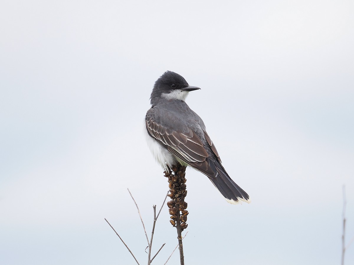 Eastern Kingbird - ML637353741