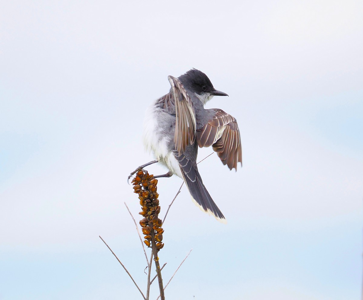 Eastern Kingbird - ML637353742