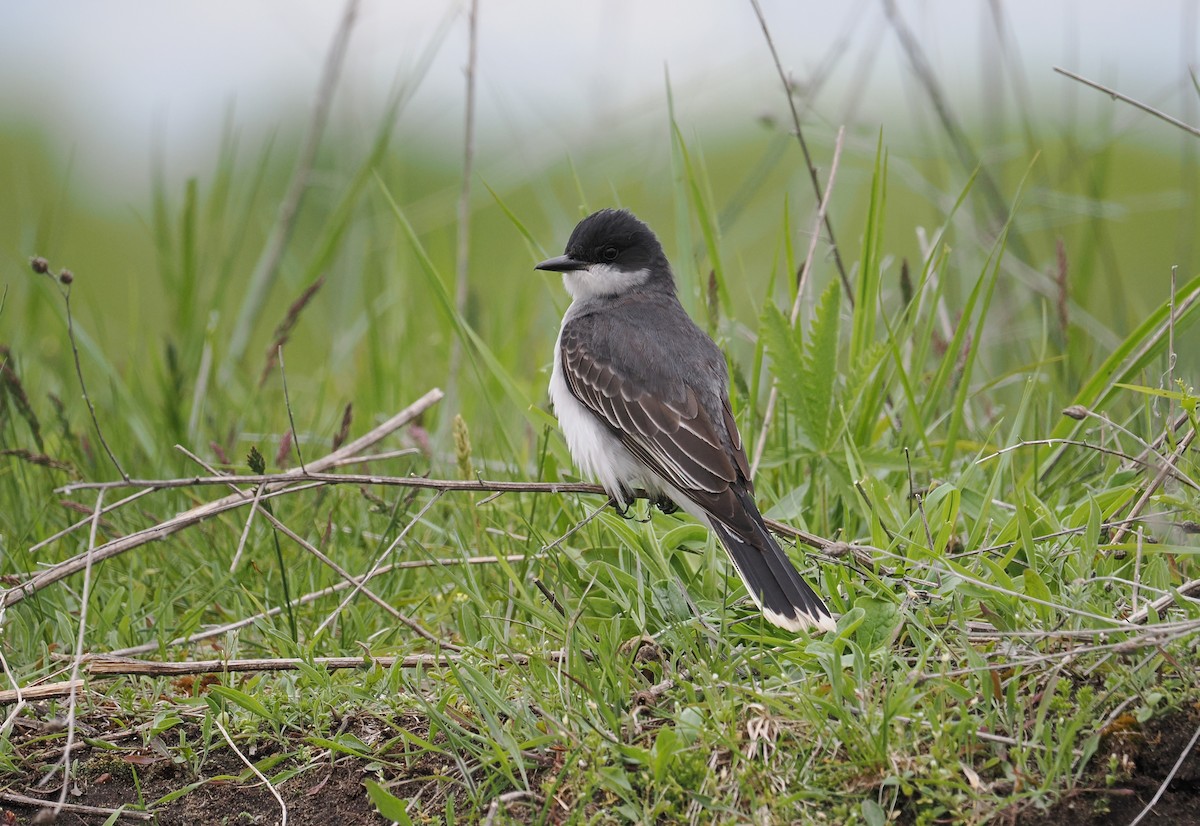 Eastern Kingbird - ML637353745