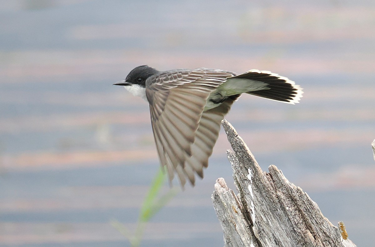 Eastern Kingbird - ML637353755