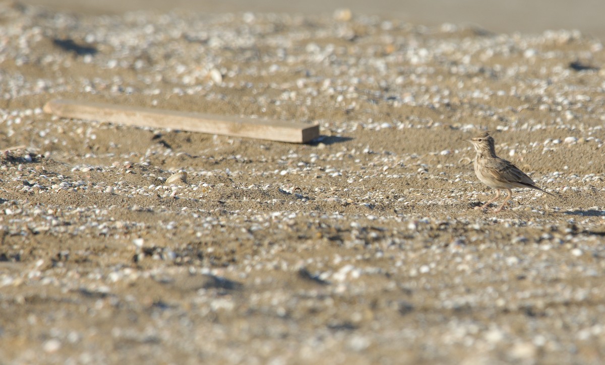 Crested Lark (Crested) - ML637353768