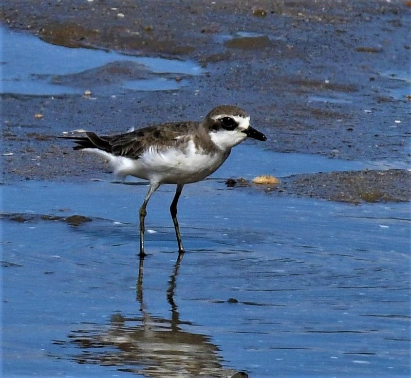 Siberian Sand-Plover - ML637353776