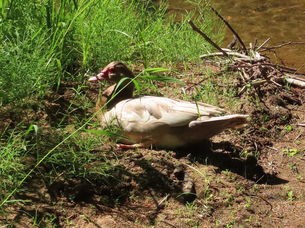 Muscovy Duck (Domestic type) - ML637353777