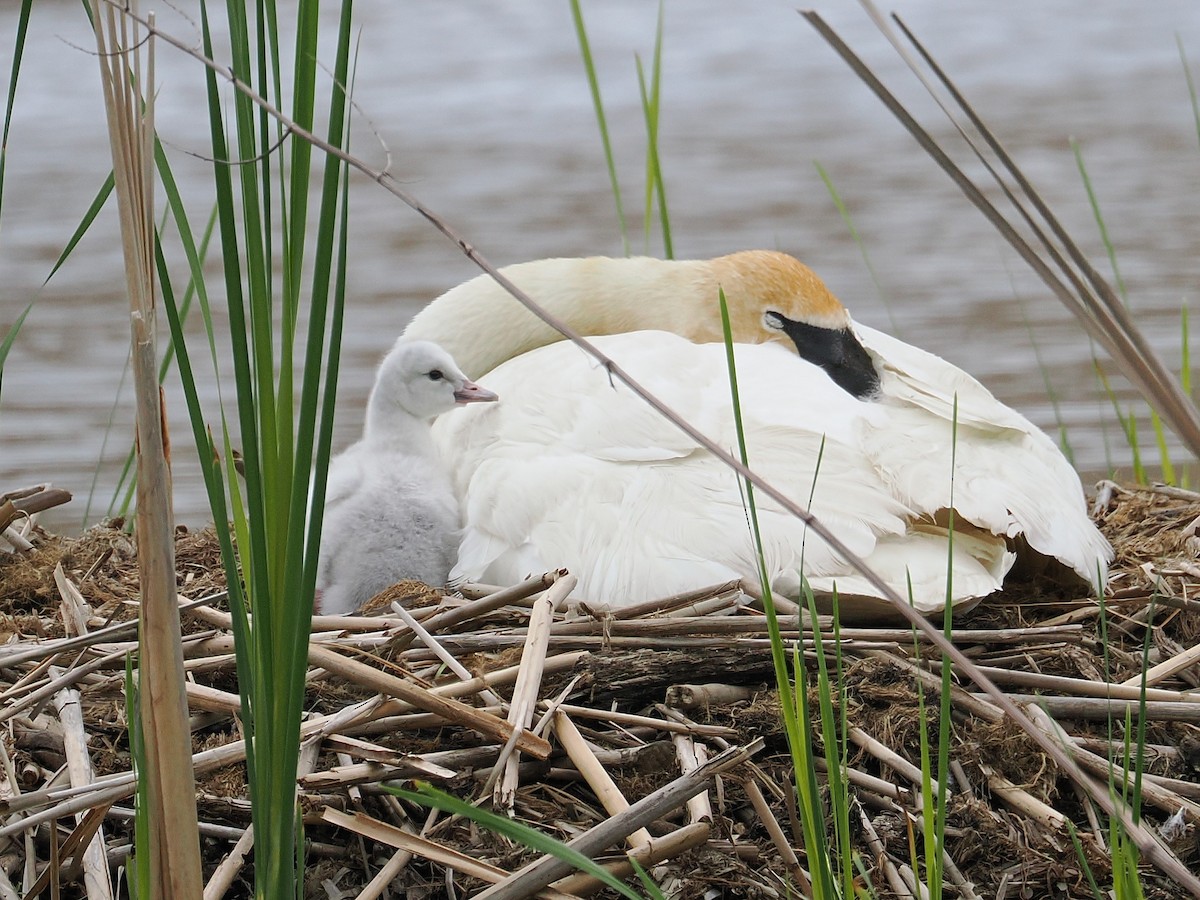 Trumpeter Swan - ML637353829