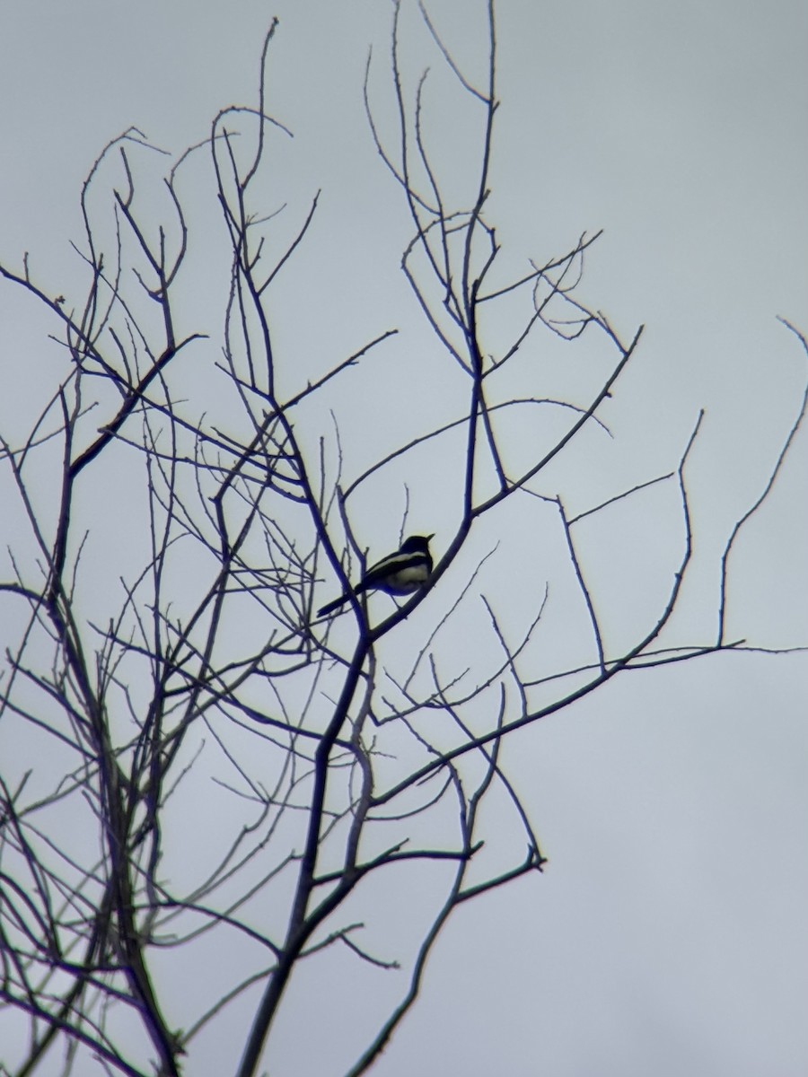 Philippine Magpie-Robin - ML637353848