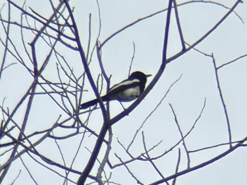 Philippine Magpie-Robin - ML637353849