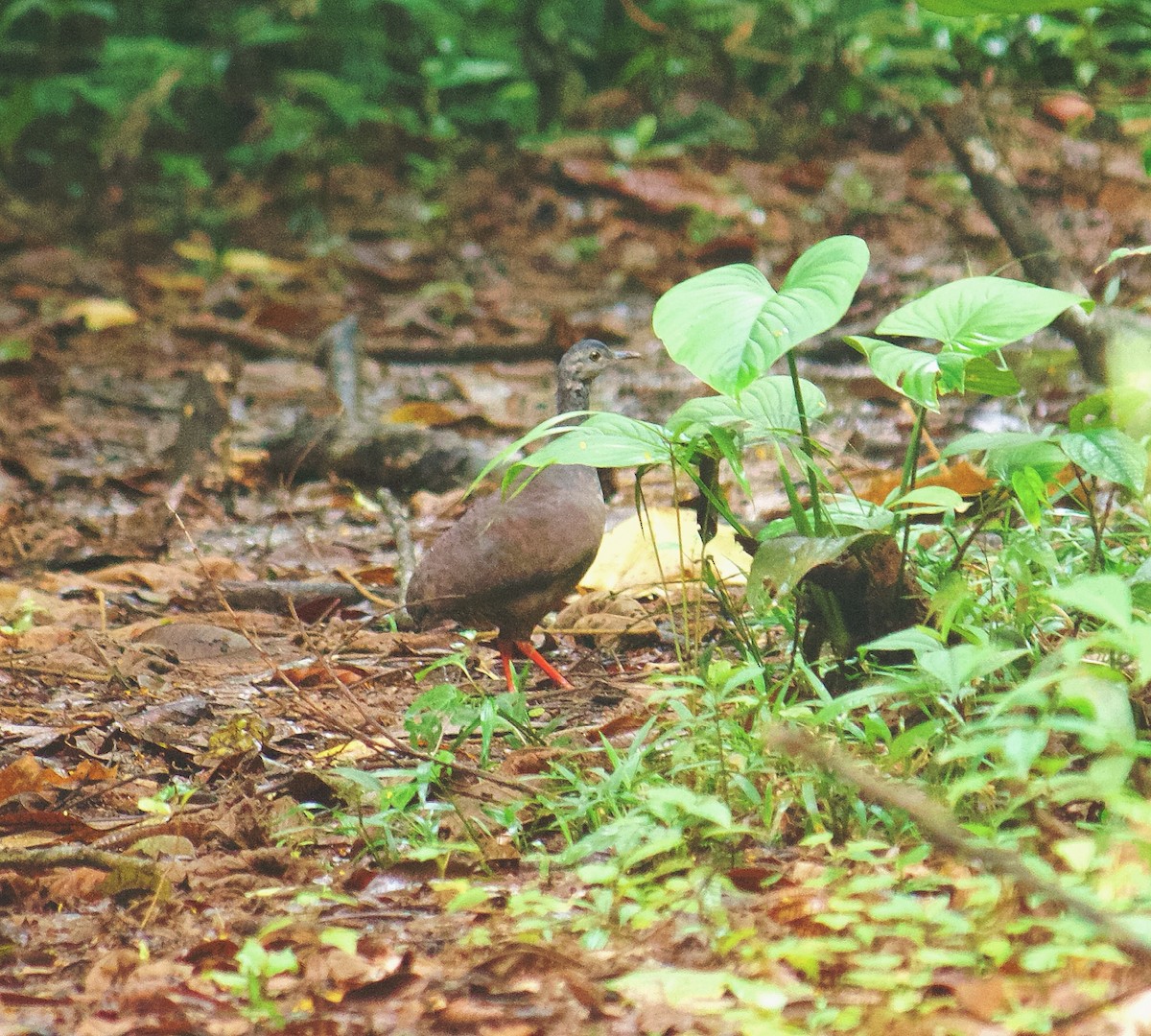 Slaty-breasted Tinamou - ML637353872