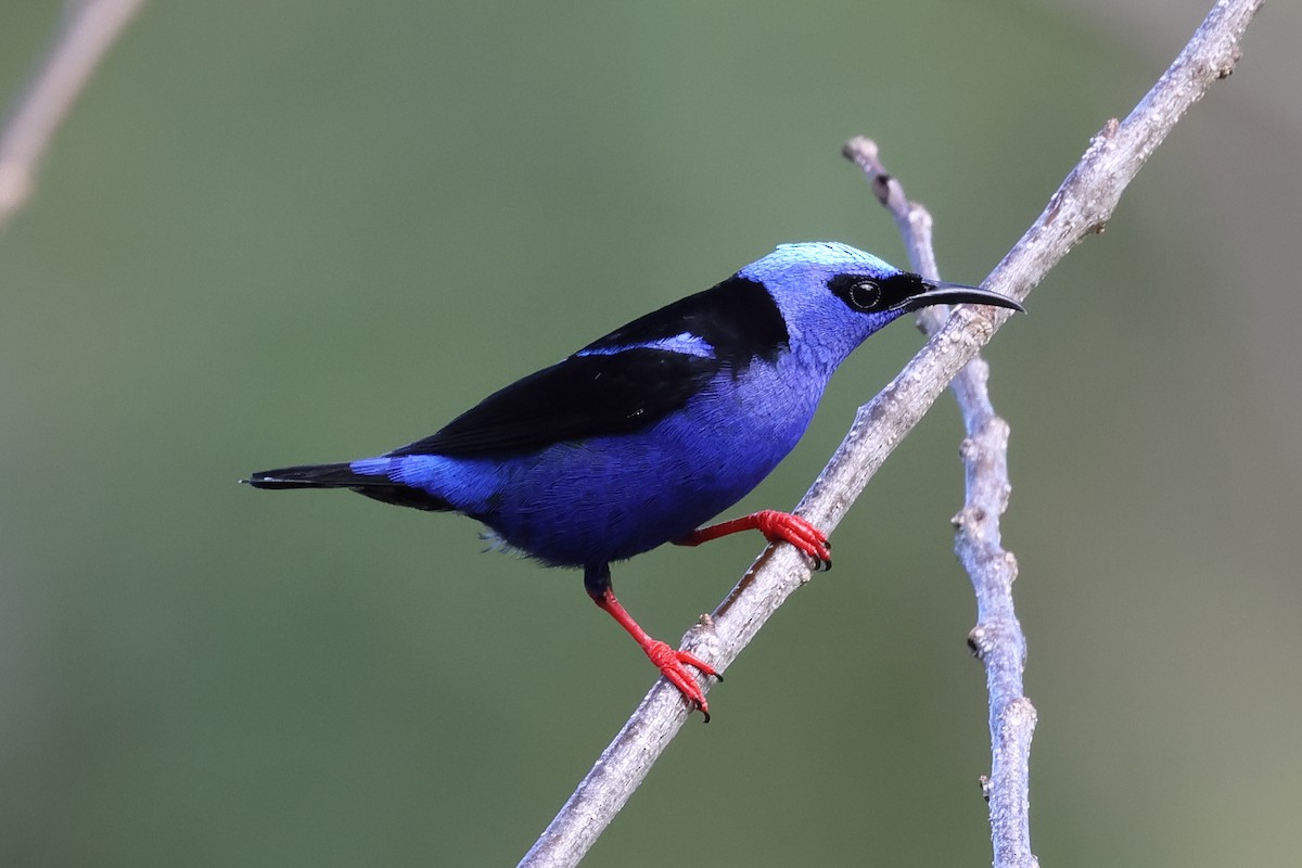 Red-legged Honeycreeper - ML637353882