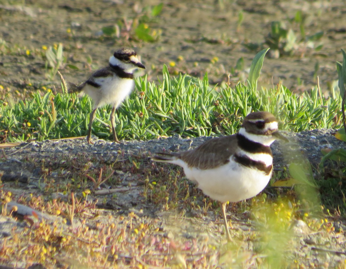 Killdeer - ML637353886