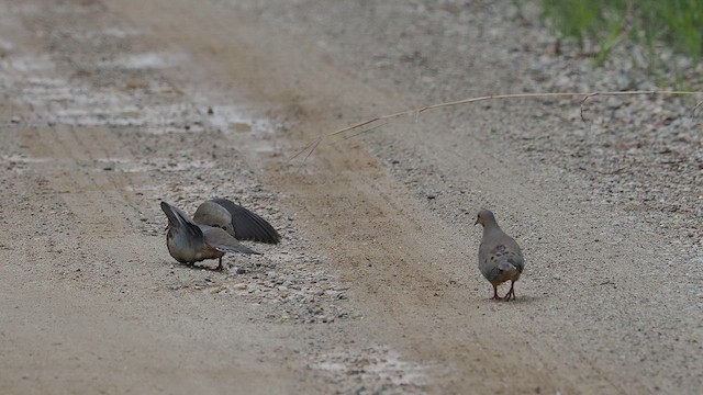 Mourning Dove - ML637353909