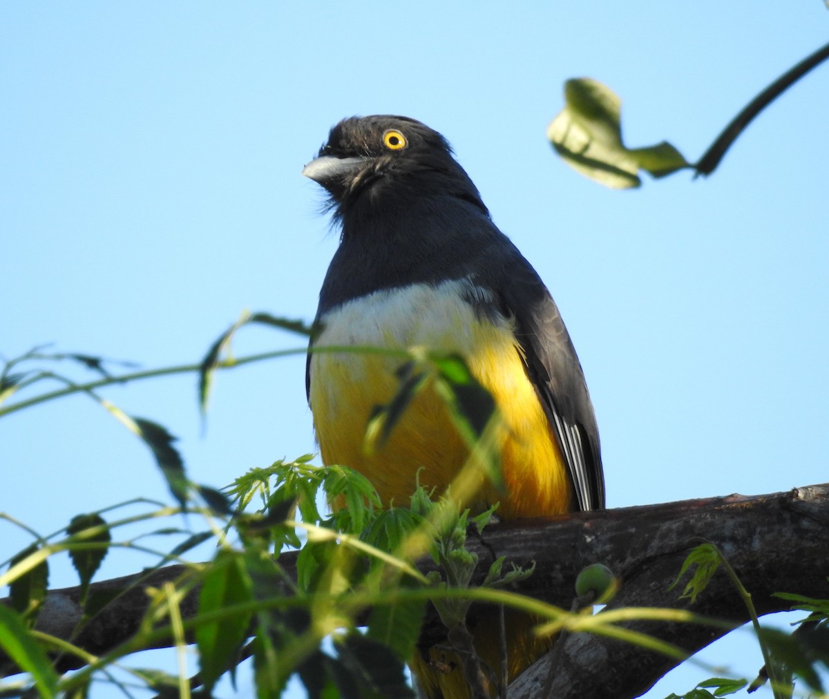 Citreoline Trogon - ML637353918