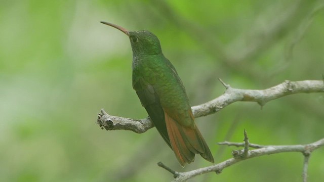 Buff-bellied Hummingbird - ML637353943