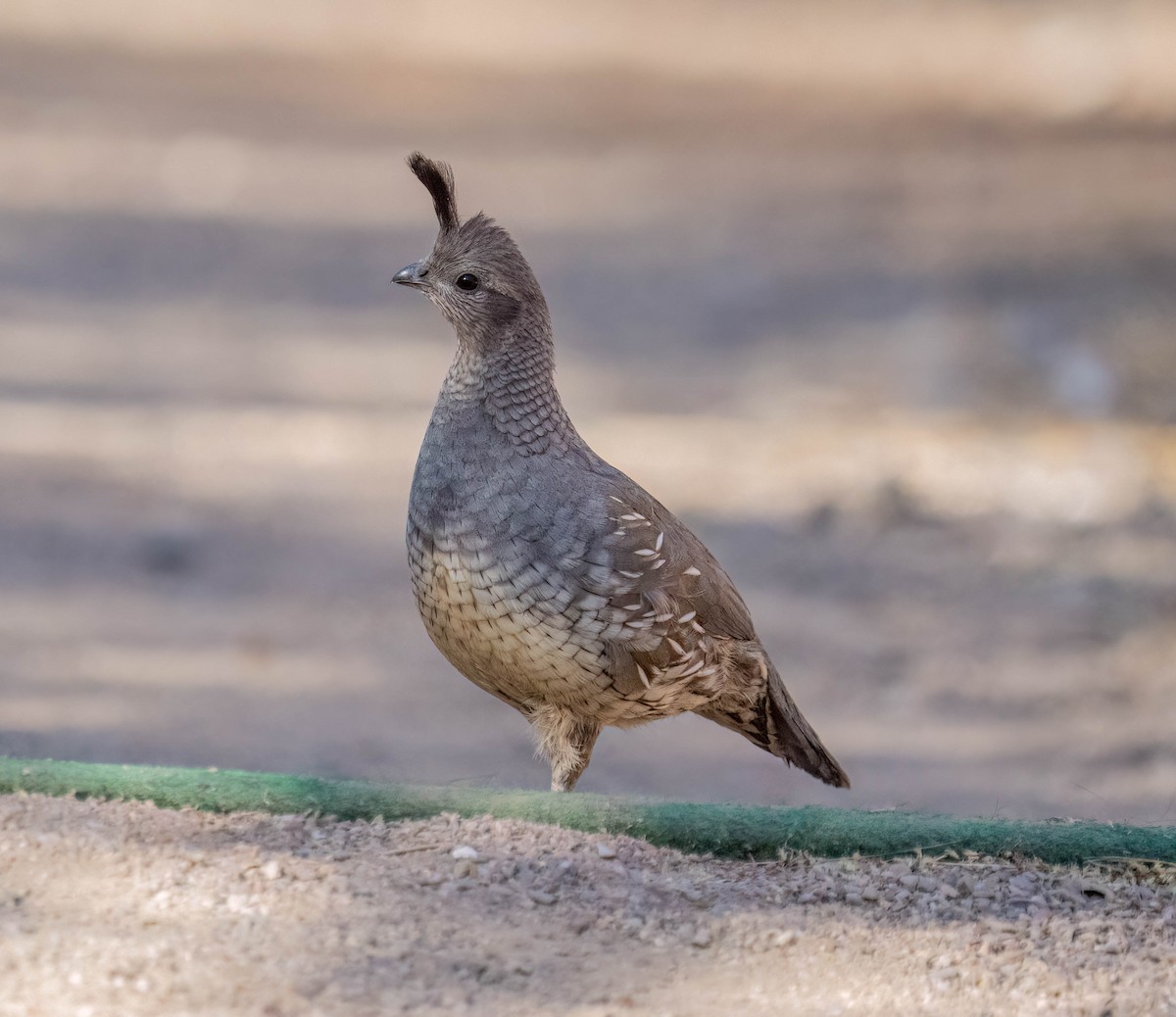 Gambel's Quail - ML637353944